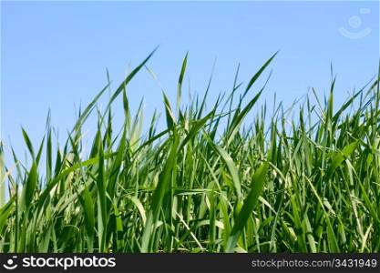 Young green grass against a background of blue sky in fine springtime