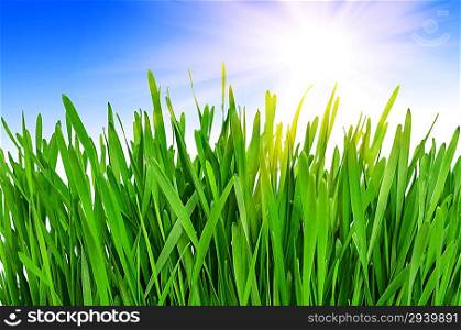 Young green grass against the blue sky in the morning. Collage