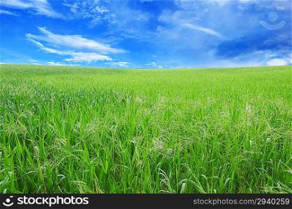 Young green grass grows on the field against the blue sky and clouds