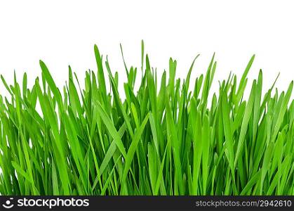 Young green grass isolated on a white background