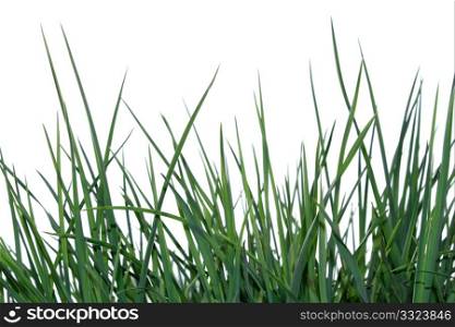 Young green grass isolated on the white background