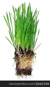 Young green grass with roots isolated on the white background
