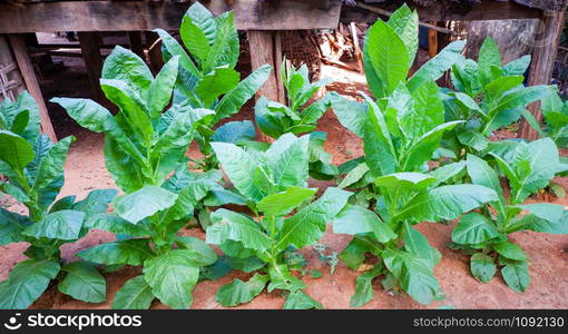 Young green leaf tobacco plantation growing in the backyard