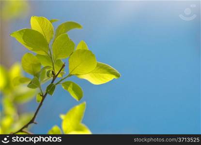 Young green leaves in the dark blue sky