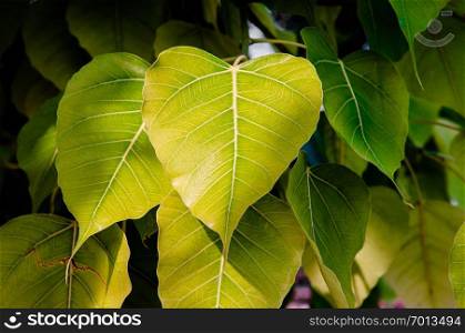 Young green leaves of Bodhi tree or Peepal tree, symbol of Buddha and Buddhism
