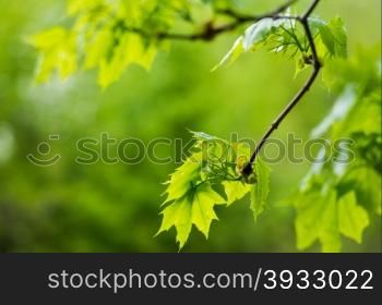 young green leaves of maple on a branch