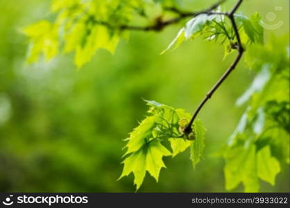 young green leaves of maple on a branch