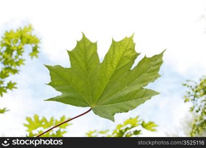 Young green maple leaf close up against the background of trees branches and sky with light clouds