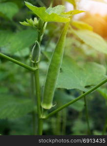 young green okra is growing on tree