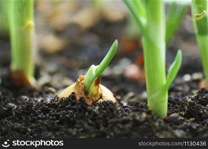 Young green onions closeup. The bow growing in the ground is unfocused.