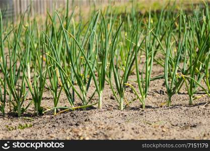 Young green onions grow in the country