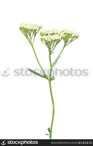 young green plant against white background