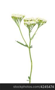 young green plant against white background
