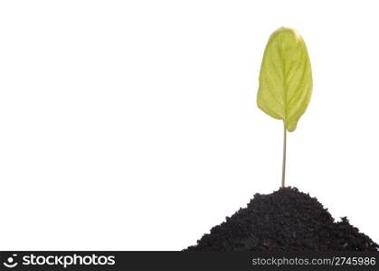 young green plant in soil for agriculture, business growth or environment concepts (isolated on white background)