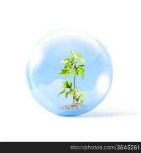 Young green plant inside a glass sphere