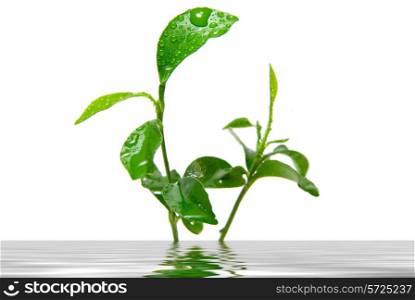 Young green plant leaves reflected in water