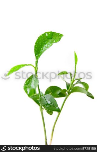 Young green plant of orange tree on white background