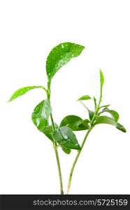 Young green plant of orange tree on white background