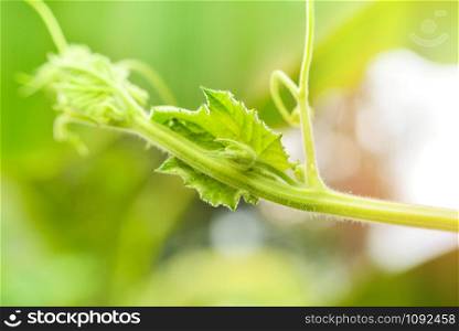 Young green pumpkin plant growing on nature background in the vegetable garden
