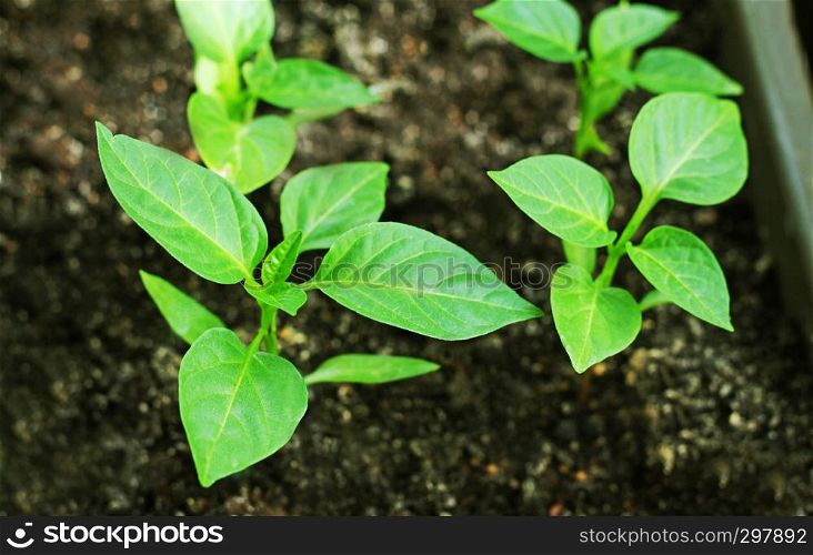 Young green shoots pepper close-up. Seedlings of peppers grown in boxes at home.