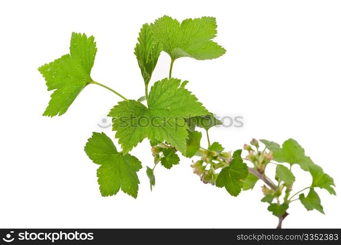 Young green sprout of currant