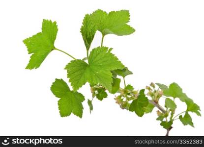 Young green sprout of currant