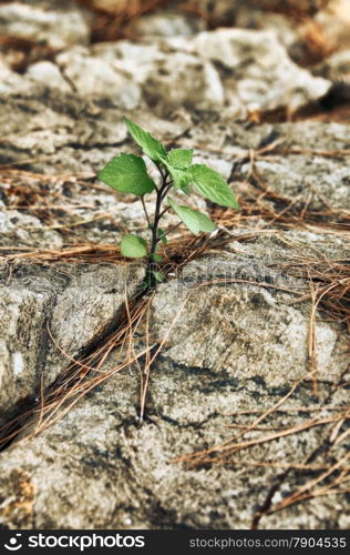 young green sprout sprouting in stone