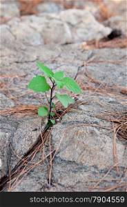 young green sprout sprouting in stone