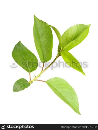 Young green sprout with leaf of apple-tree. Isolated on white background. Close-up. Studio photography.&#xA;