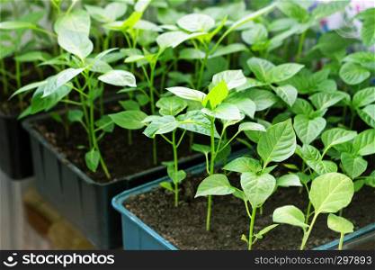 Young green sprouts of peppers. Seedlings of peppers grown in boxes at home.