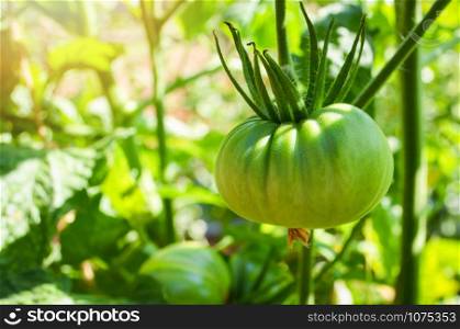 Young green tomato on vine plant tree nature garden background - Fresh cherry tomatoes growing in organic farm
