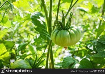 Young green tomato on vine plant tree nature garden background - Fresh cherry tomatoes growing in organic farm greenhouse