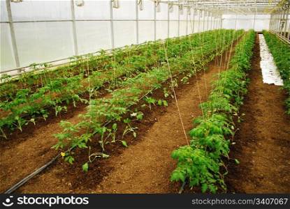 Young green tomatoes row in a medium plastic greenhouse