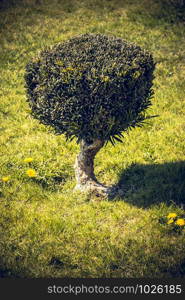 Young green tree grows in the nature