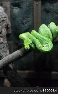 young green tree python snake on branch