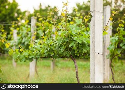 Young green vineyard rows in the spring