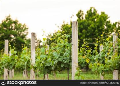 Young green vineyard rows in the spring. vineyard rows in spring