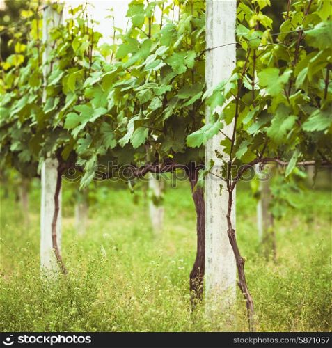 Young green vineyard rows in the spring. vineyard rows in spring