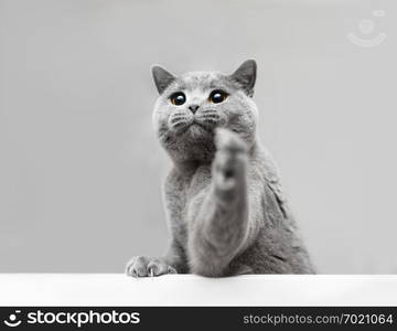 Young grey cat playing, raising his paw. Purebred domestic animal. British shorthair.. Young grey cat playing, raising his paw.