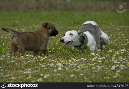 young greyhound playing with a puppy of belgian shepherd malinois