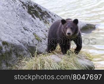 Young grizzly bear cub with markings around his neck walks on rock along Chilkoot River in Chilkoot State Park, Haines, Alaska.