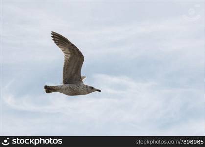 young gull bird flying in the blue cloudy sky