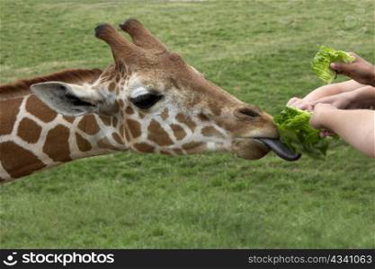 Young hands feed lettuce to a hungry giraffe with a black tongue