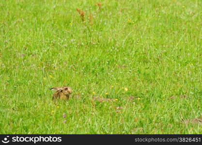 Young hare in a meadow, sitting in the grass.