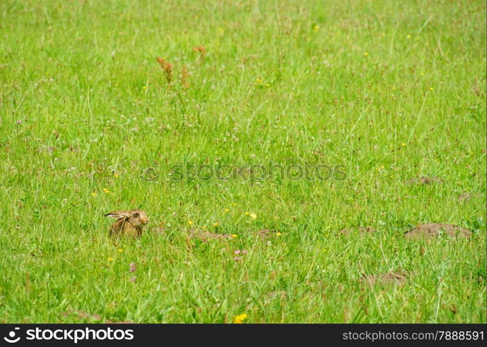 Young hare in a meadow, sitting in the grass.