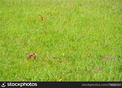 Young hare in a meadow, sitting in the grass.