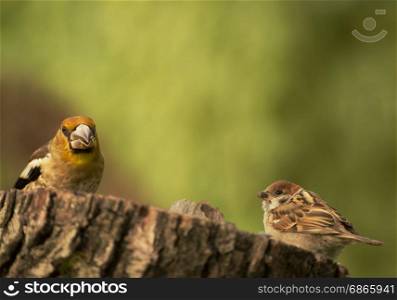 Young Hawfinch and Tree sparrow are sitting side by side on a truncated tree trunk. Summer in Poland.Horizontal view.