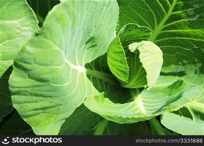 young head of cabbage