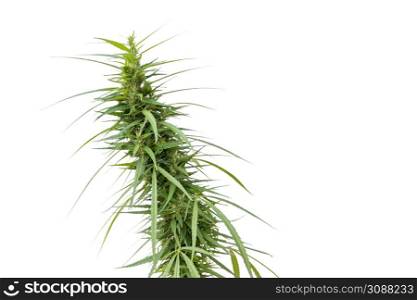 Young healthy marijuana plant isolated on white background, Cannabis plant, marijuana leaf growing legal marijuana in Thailand.