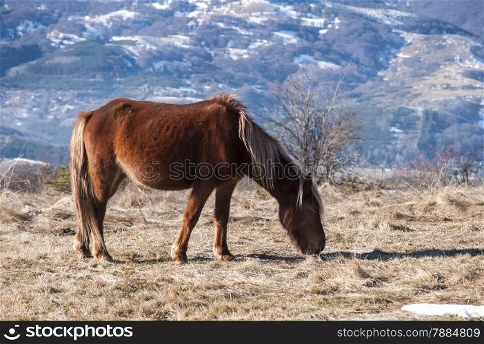 Young highland hinny grazing on winter mountain meadow in clear sunny day